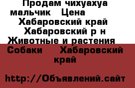 Продам чихуахуа мальчик › Цена ­ 3 500 - Хабаровский край, Хабаровский р-н Животные и растения » Собаки   . Хабаровский край